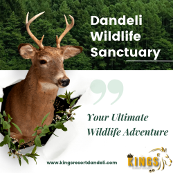 Kings Resort Dandeli invites you to escape the hustle and bustle of city life and immerse yourself in the peace and natural beauty of Dandeli with luxurious accommodations, exciting tours and personalized experiences.