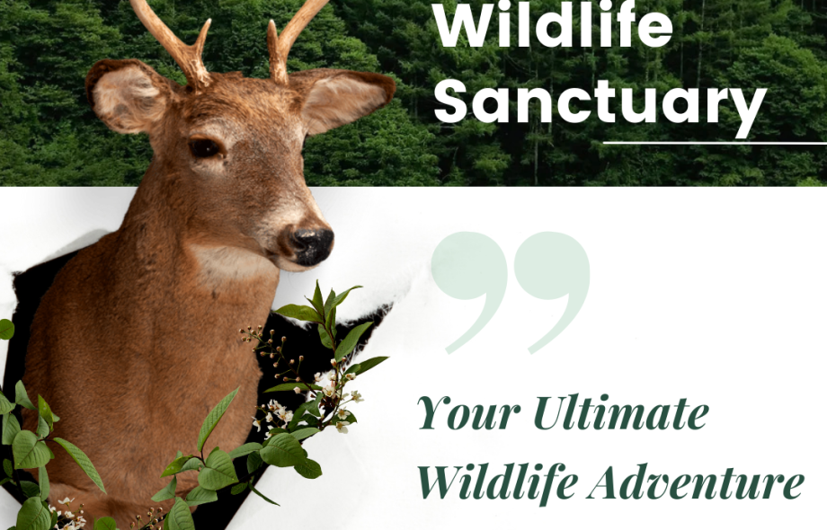 Dandeli Wildlife Sanctuary: A Journey into the Wild – Dandeli Jungle ...