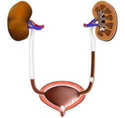 Vesicoureteric-reflux