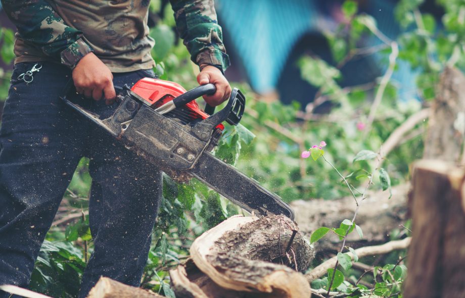 Tree Removal Service