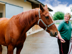 5 Things About Equine Insurance