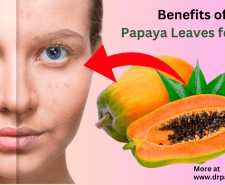 The benefits of papaya leaves for skin are not just for health but also for beauty. Curious if these lush green leaves could be the secret to clearer, more youthful skin?