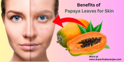 The benefits of papaya leaves for skin are not just for health but also for beauty. Curious if these lush green leaves could be the secret to clearer, more youthful skin?