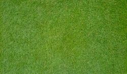 TifTuf® Bermudagrass is an environmentally friendly