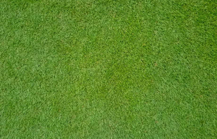 TifTuf® Bermudagrass is an environmentally friendly