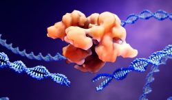 CRISPR/Cas9 is a powerful gene-editing tool