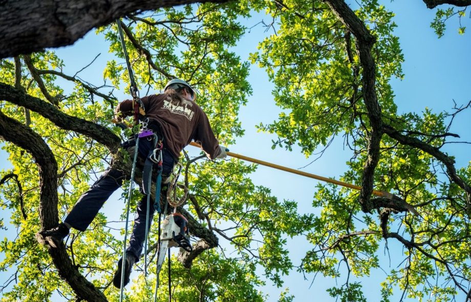 affordable tree service houston