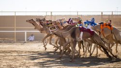 Camel Racing Qatar