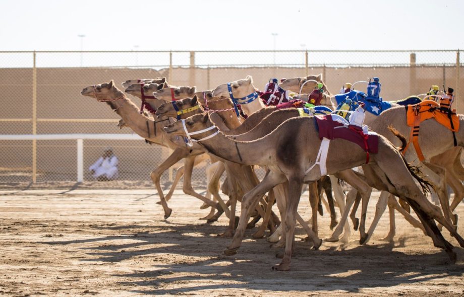 Camel Racing Qatar