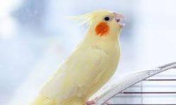 Understanding Cockatiel Behavior: What Your Pet is Trying to Tell You