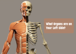 what organs are on your left side