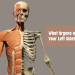 what organs are on your left side