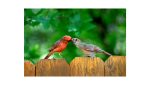 Cost of Fence