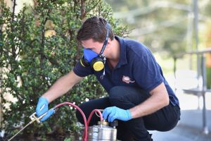 pest control epping
