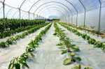 4-year greenhouse cover