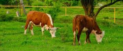 Exploring the demand for veterinary pharma products in Andhra Pradesh