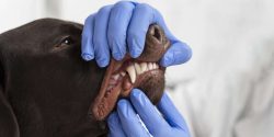 Prioritizing your pet’s dental health can prevent unnecessary pain and contribute to a longer, healthier life.