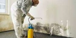 Mold Removal