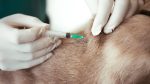 nine in one vaccine for dogs
