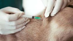 nine in one vaccine for dogs