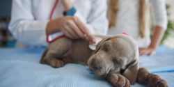 Cancer emergencies in pets can happen quickly and often require immediate medical attention.