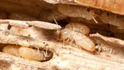 tiny baby termites