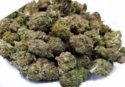 Buy Bulk Weed Online