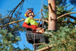 tree services