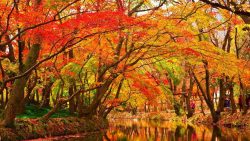 tree care services