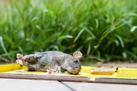 mice removal