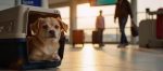 dog carrier purse