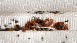 bed bug removal Springfield MO