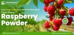 Bright red raspberries hanging on green branches, promoting Greenjeeva's organic raspberry powder with clean-label assurance.