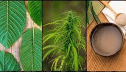 Kava or Kratom for Sale: Which Herbal Supplement is Right for You?