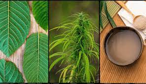 Kava or Kratom for Sale: Which Herbal Supplement is Right for You?