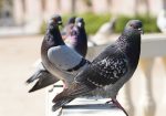 bird control in Galloway