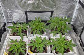 The Ultimate Guide to Blackberry Moonrocks Strain The Ultimate Guide to Blackberry Moonrocks Strain