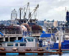 Odoo Maritime Business Management Software | Bizople
