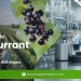 Organic Black Currant Powder: A Vibrant Ingredient Redefining Modern Formulations