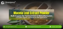 Macela Leaf Extract Powder in bulk