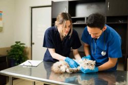 Odoo Veterinary Clinic Management System | Bizople